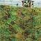Baeck-ryung island - thumbnail