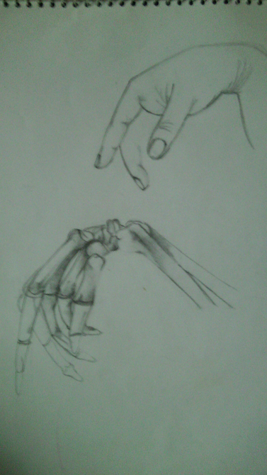 kèzfej anatómiája