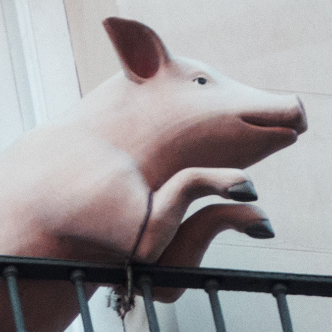 pig