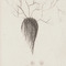 II. 2014 (charcoal on paper) / (uhlík na papieri) - thumbnail