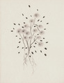 III. 2014 (charcoal on paper) / (uhlík na papieri) - thumbnail