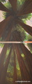 Sequoia sempervirens - thumbnail