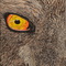 Stare of the Wolf - thumbnail