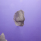 Look in your left ear - thumbnail