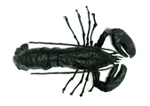 Black basterd - thumbnail