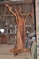 Hollow tree - thumbnail