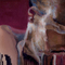 Hades - thumbnail