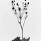 back cat Metamorphose, Installation Detail - thumbnail