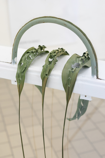 Drought inside the plant